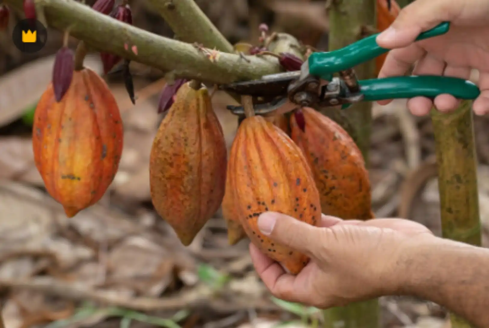 Sostenibilidad y Responsabilidad Social